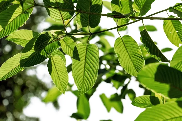Kratom leaves
