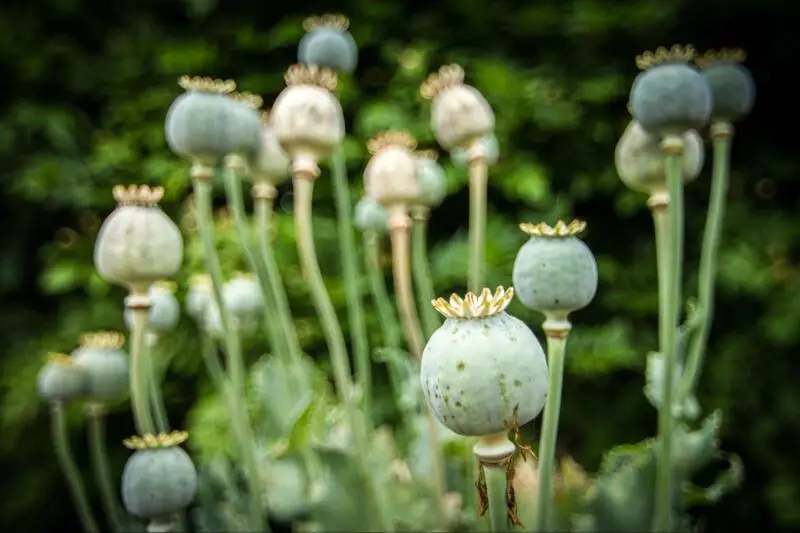 opium withdrawal and detox
